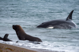 world of whales - orca preying on a newborn sea lion pup - Peninsula Valdes, Argentina