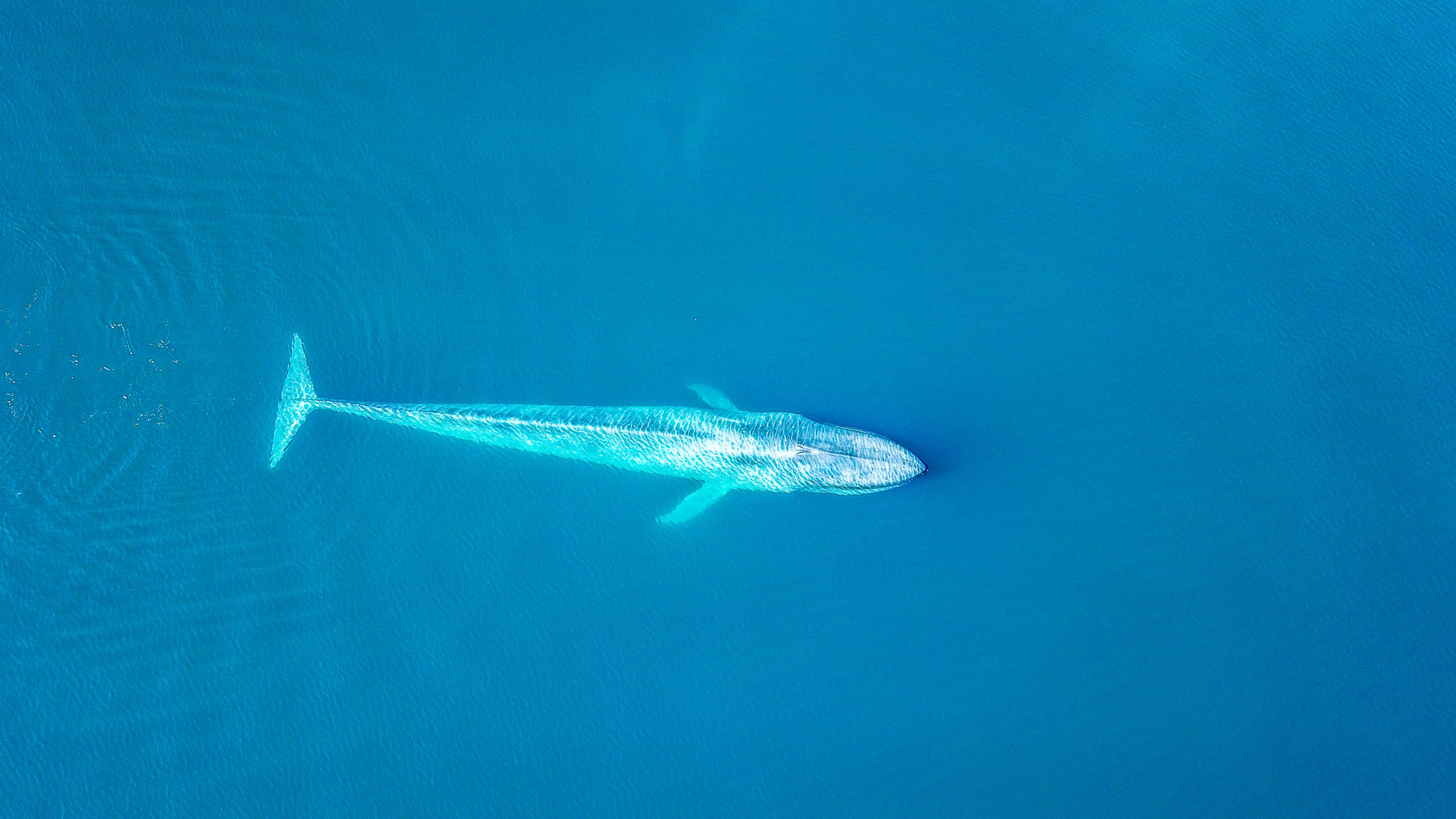 Deep dive…into Blue whales WeWhale