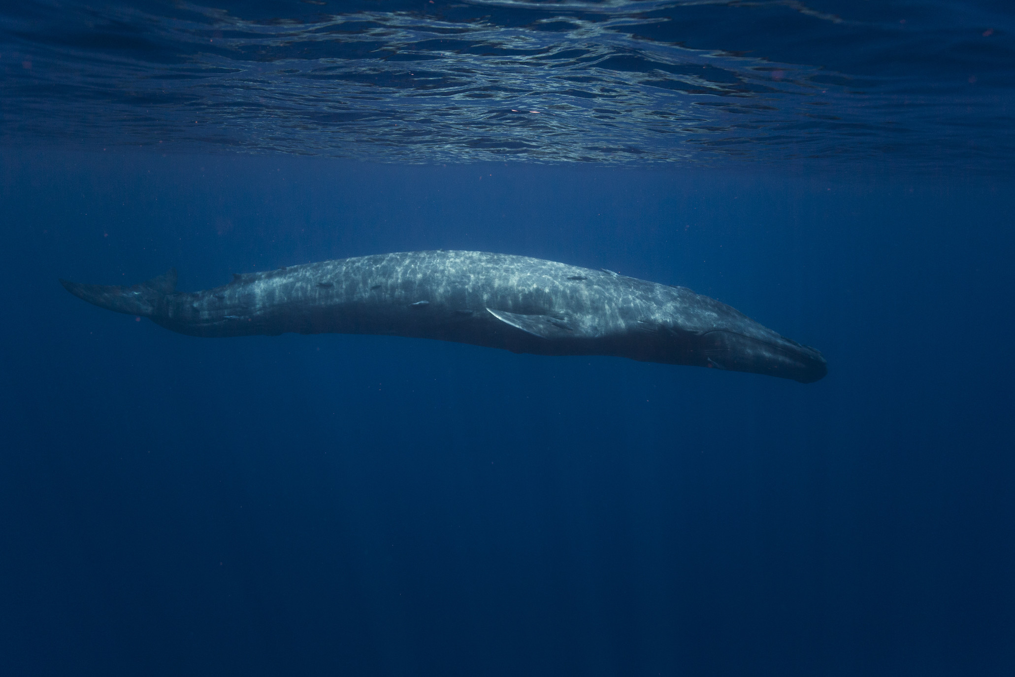 Blue whale underwater in Indian Ocean