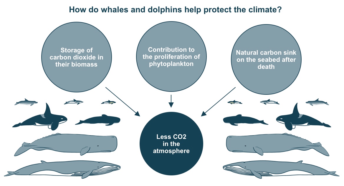 whales climate protection 