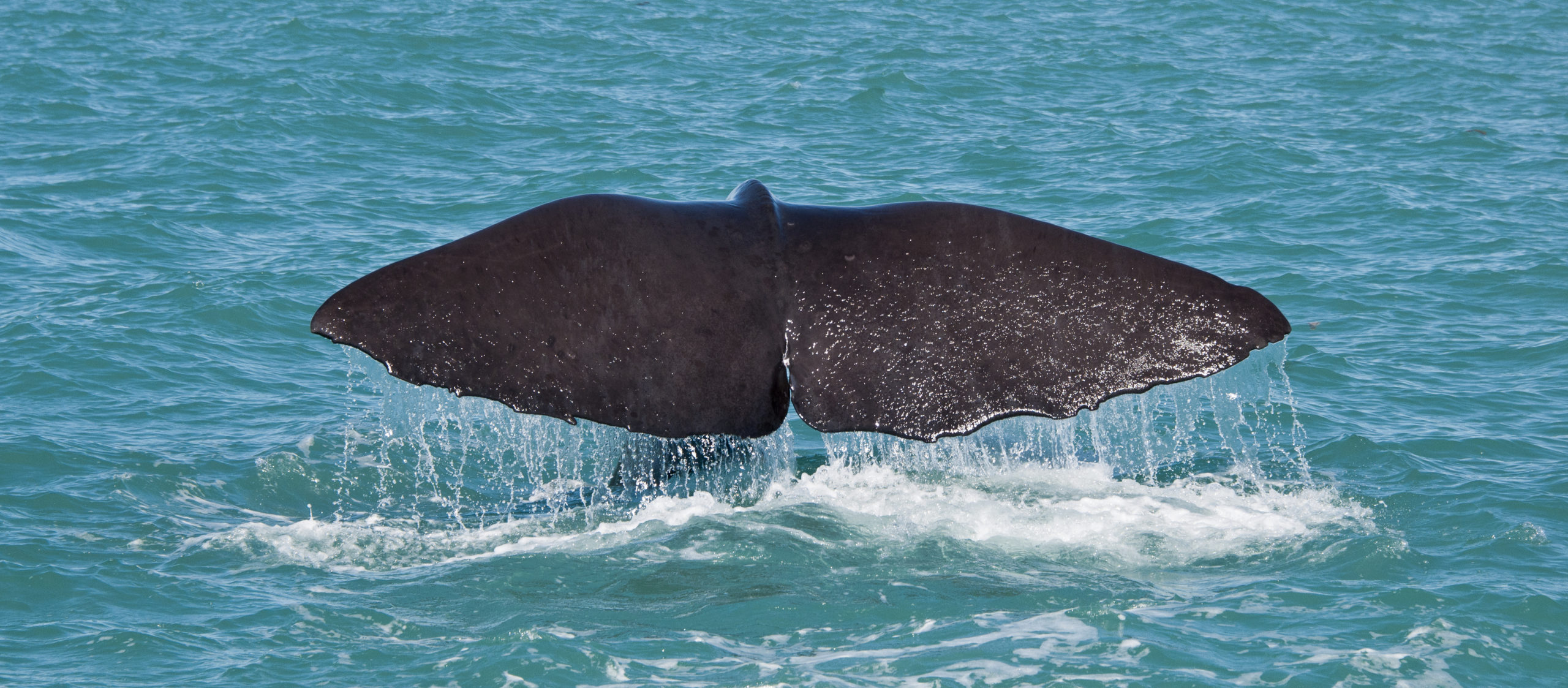 Sperm whale