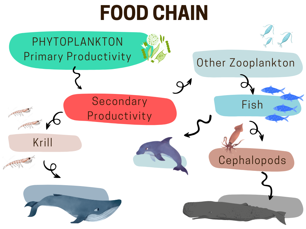 Pelagos Sanctuary - Food Chain Graphic