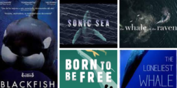 Whale Protection Documentaries