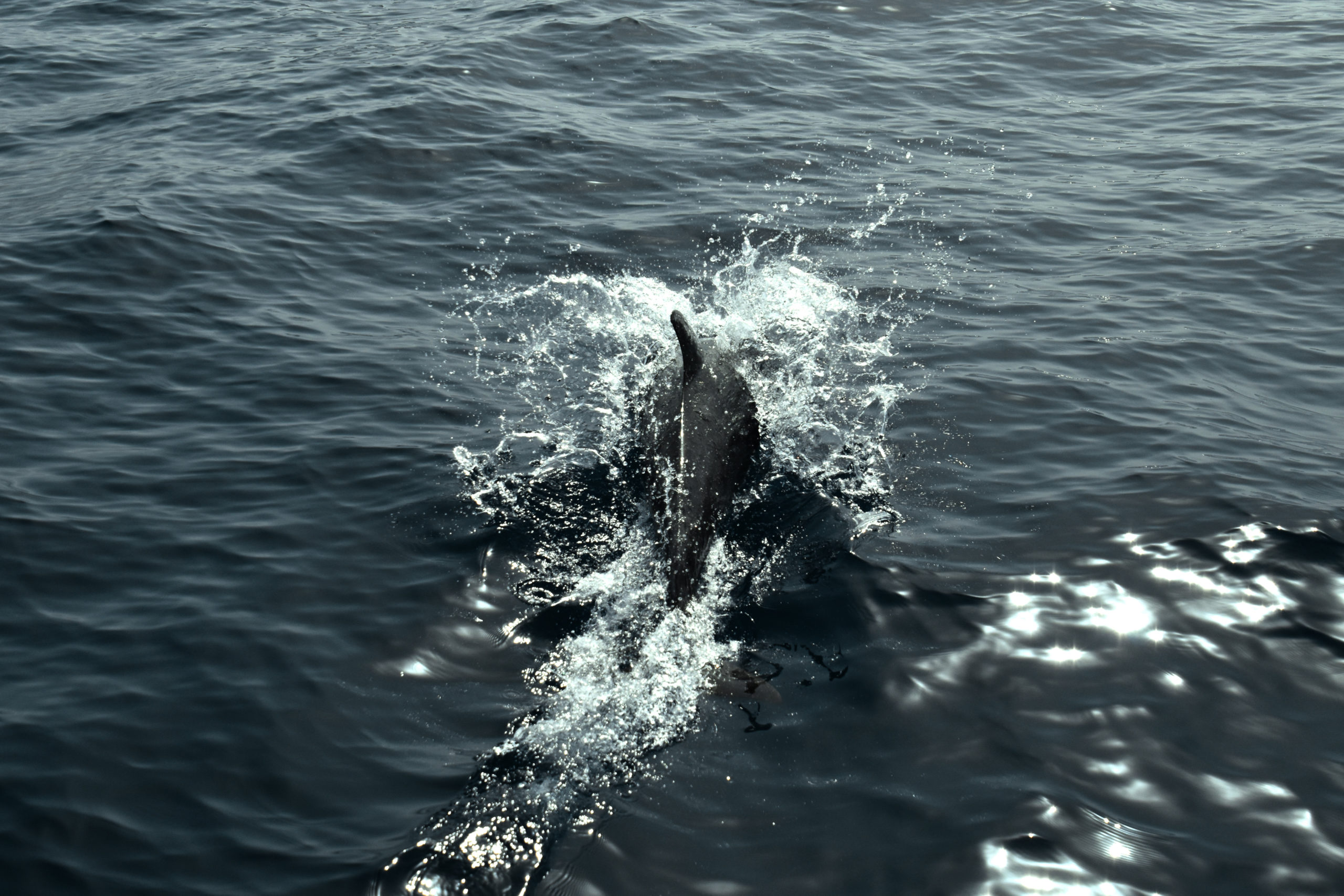 private whale and dolphin watching experience in Lanzarote