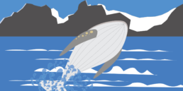 whale watching destinations