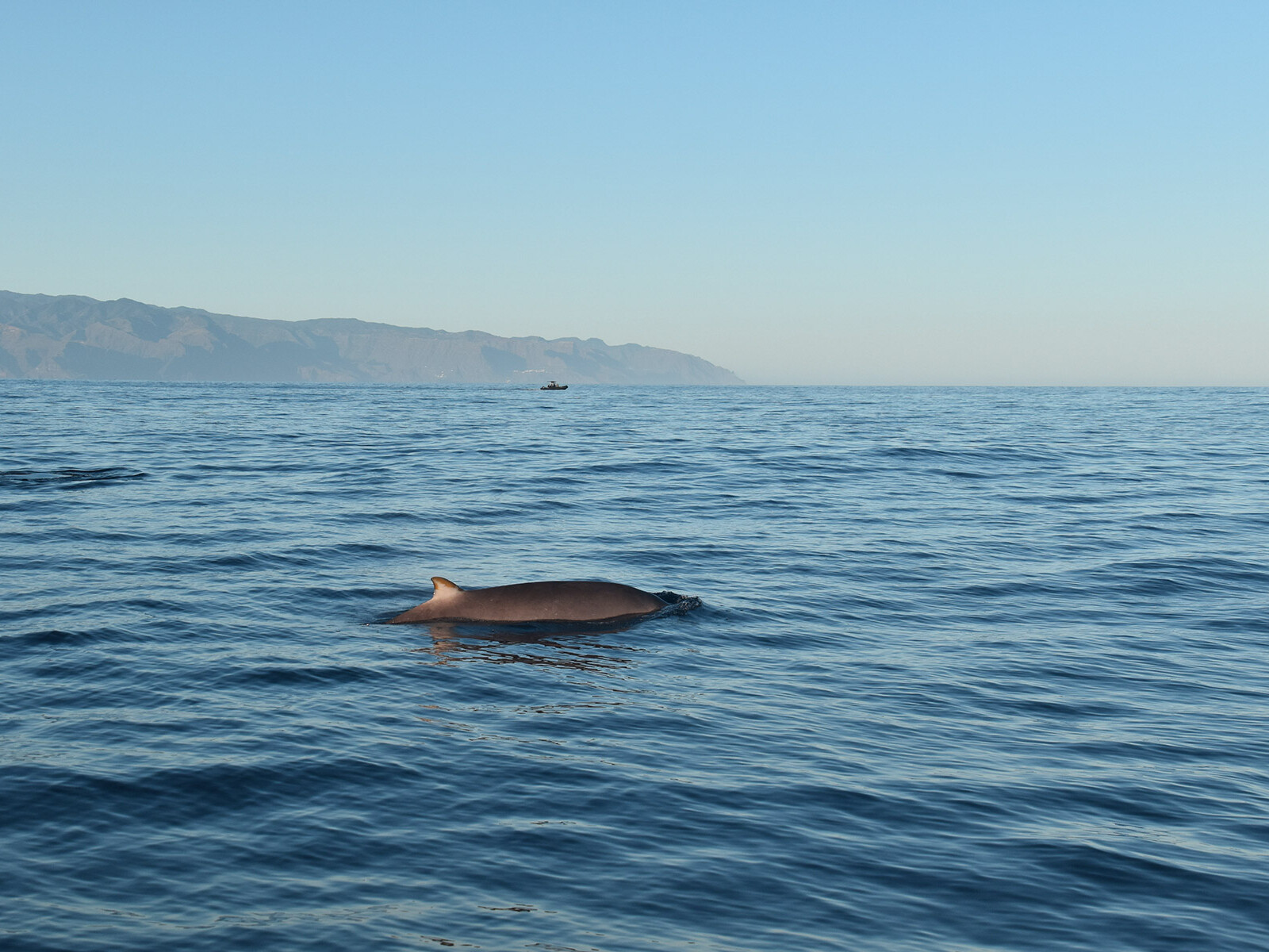 Tenerife shared whale dolphin