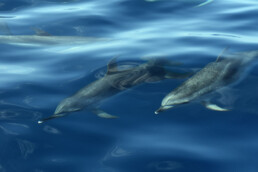 Tenerife private whale & dolphin observation