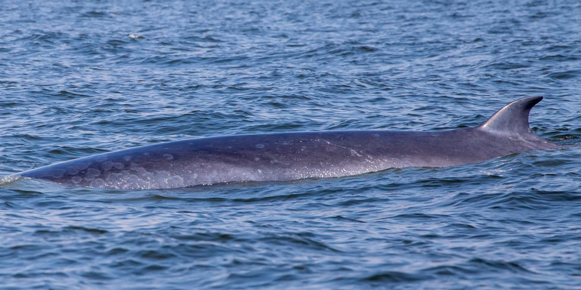 Bryde's whale