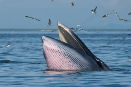 Bryde's whales