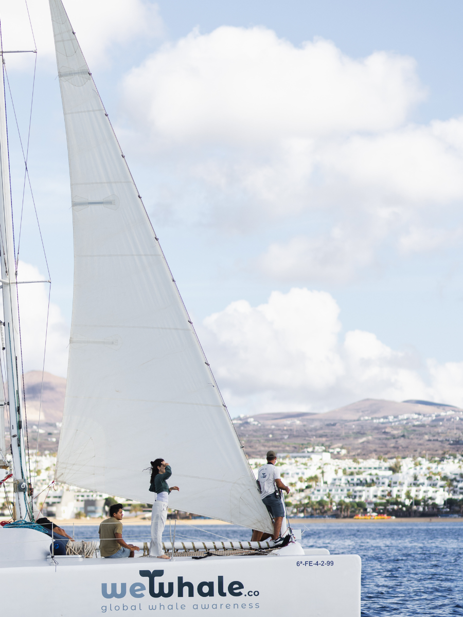 Lanzarote whale and dolphin observation