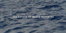 The Future of Whale Watching