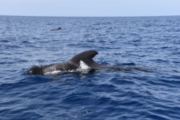 Tenerife shared whale dolphin