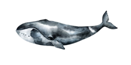 bowhead whale