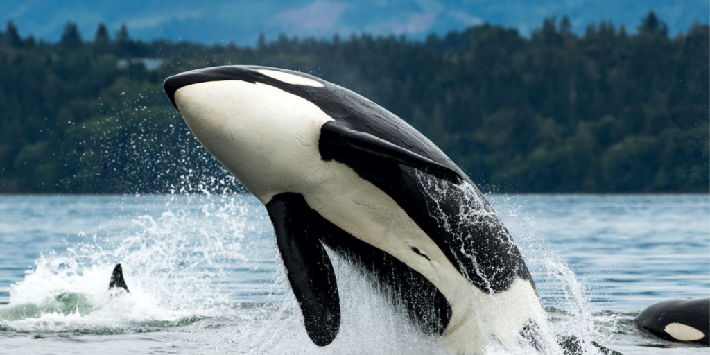 Deep Dive…into Whale and Dolphin Sanctuaries - WeWhale