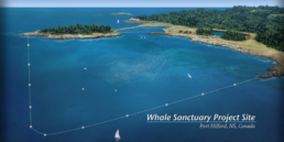 Whale and dolphin sanctuaries