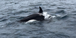 Save the Iberian orca