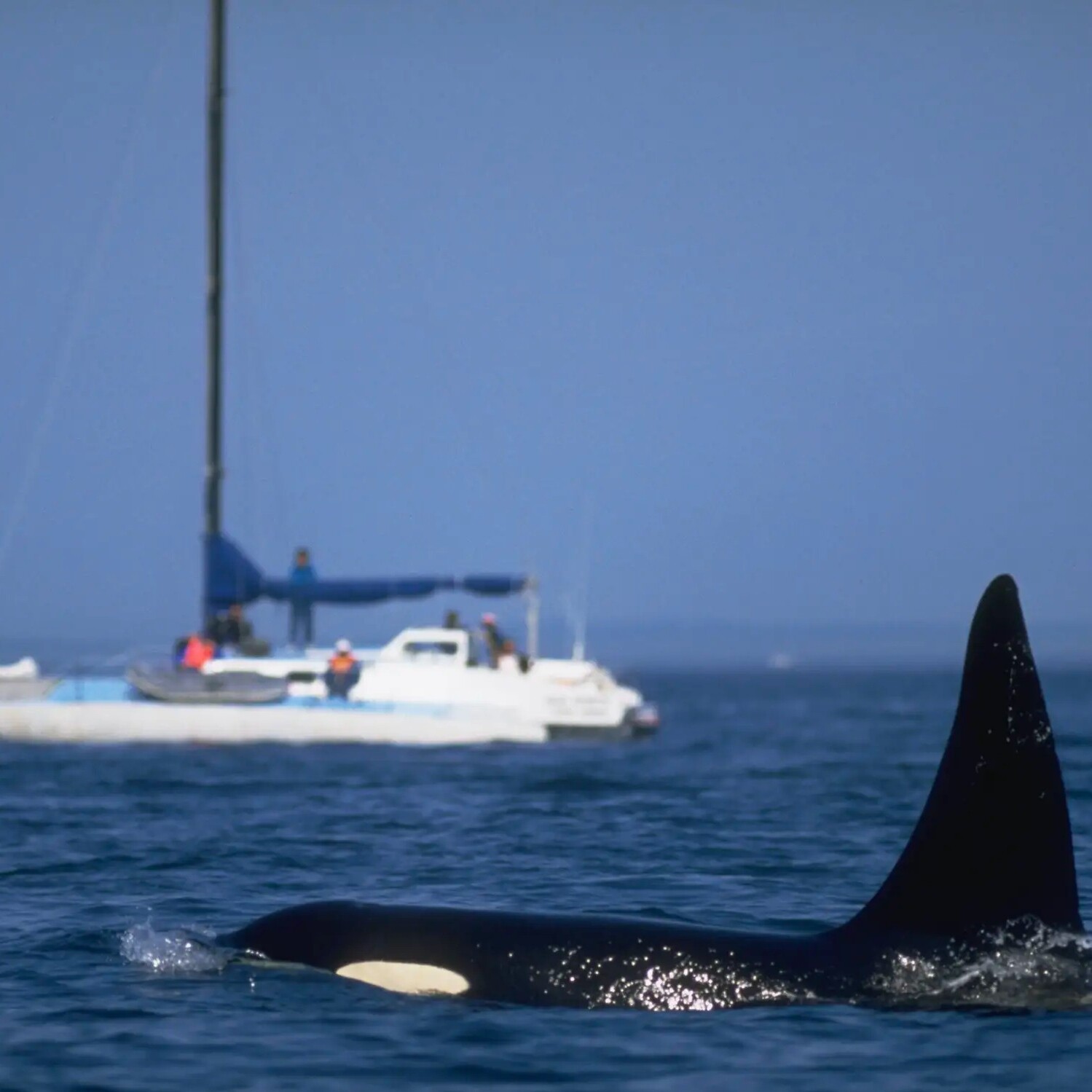 Iberian Orca Conservation Programme