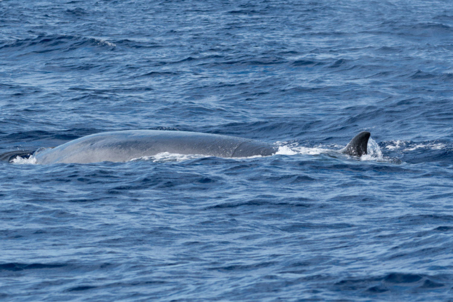 sei whale