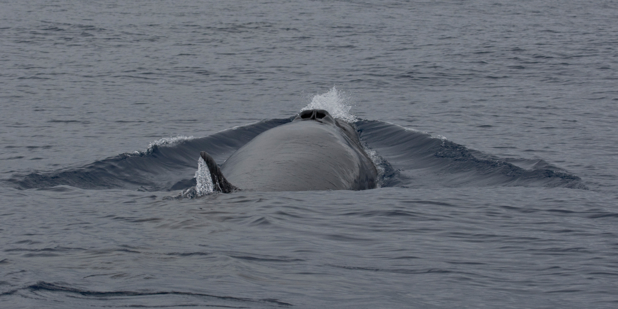 sei whale 