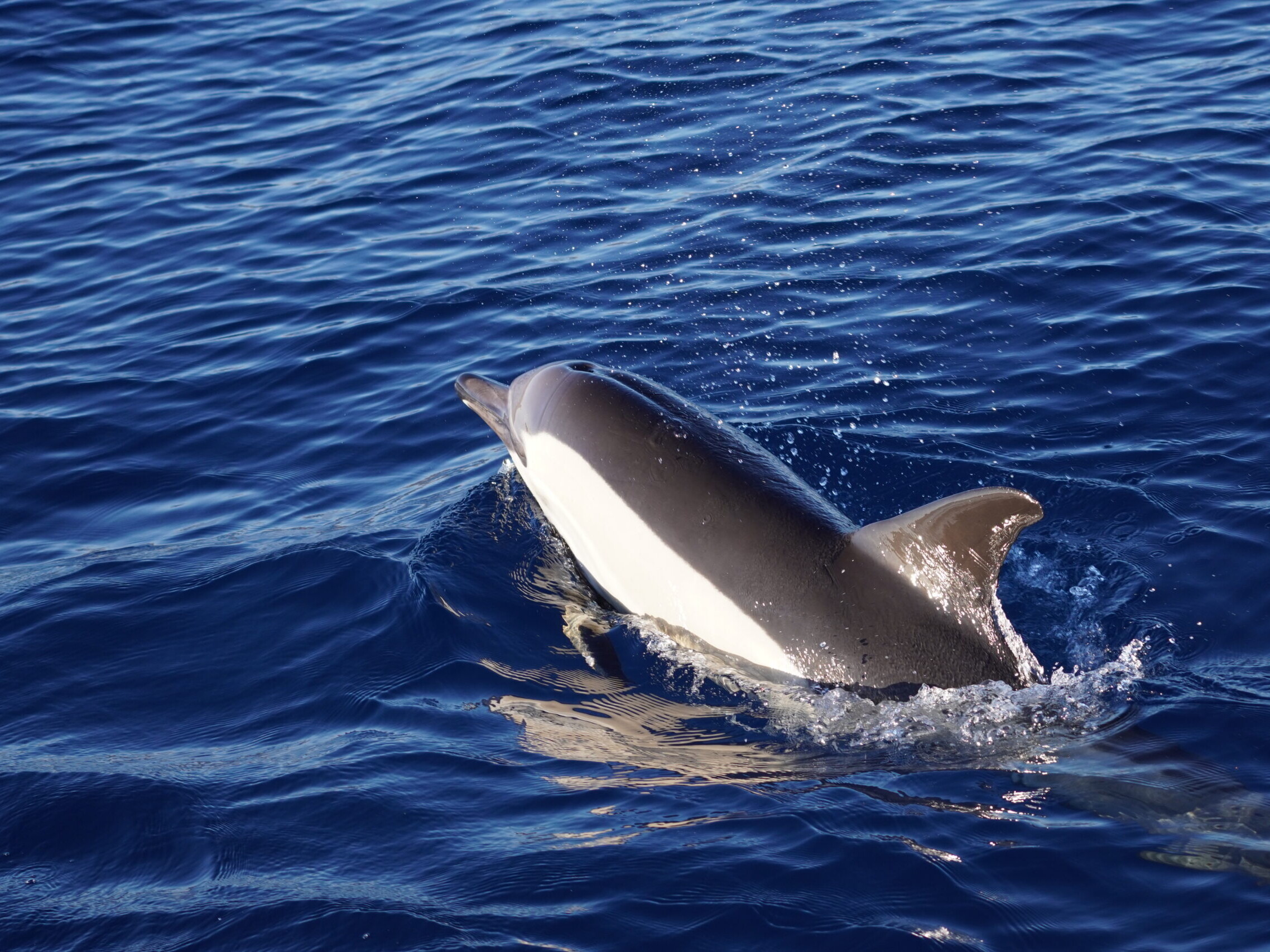 Sotogrande dolphin