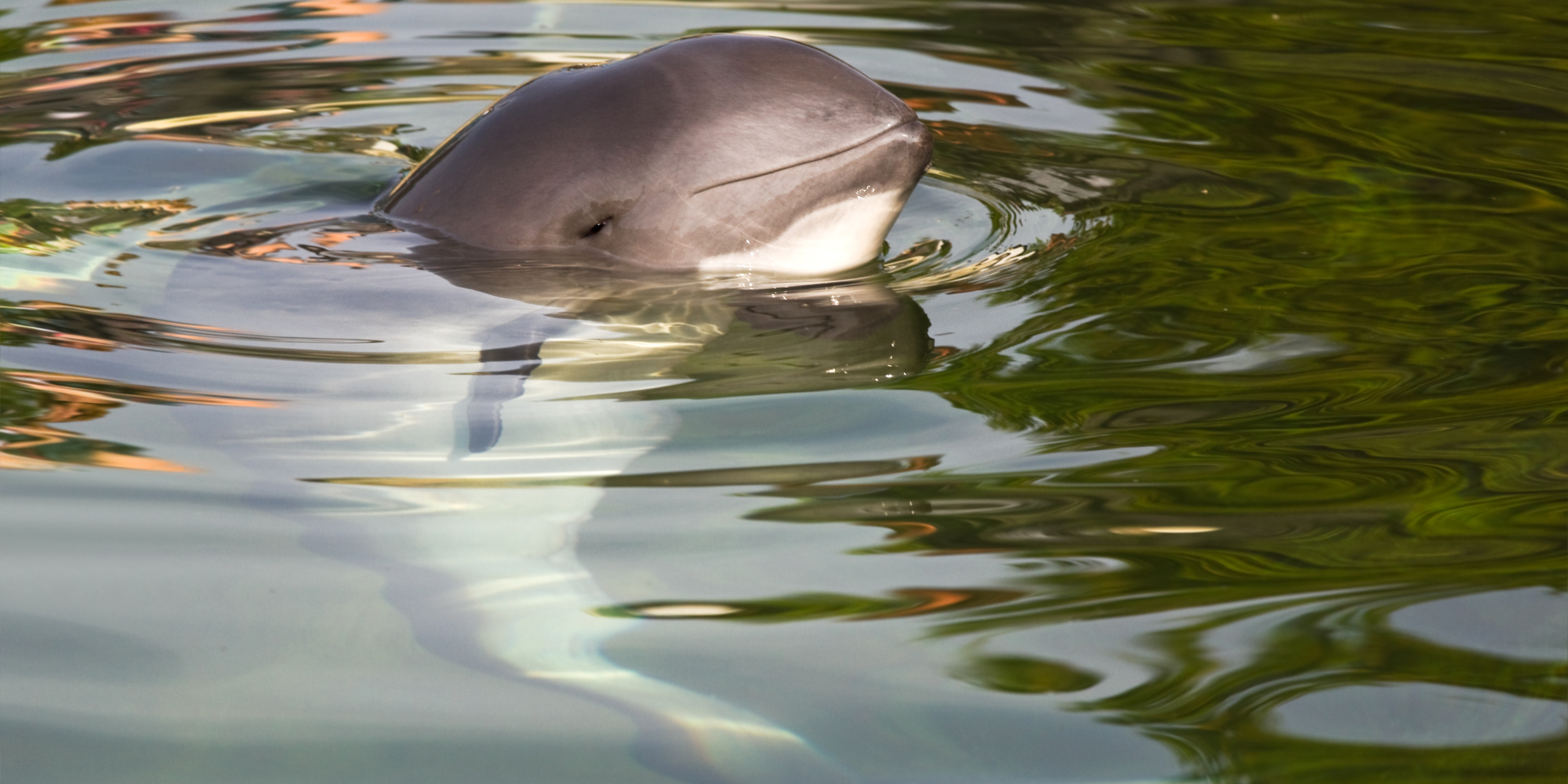 harbour porpoise