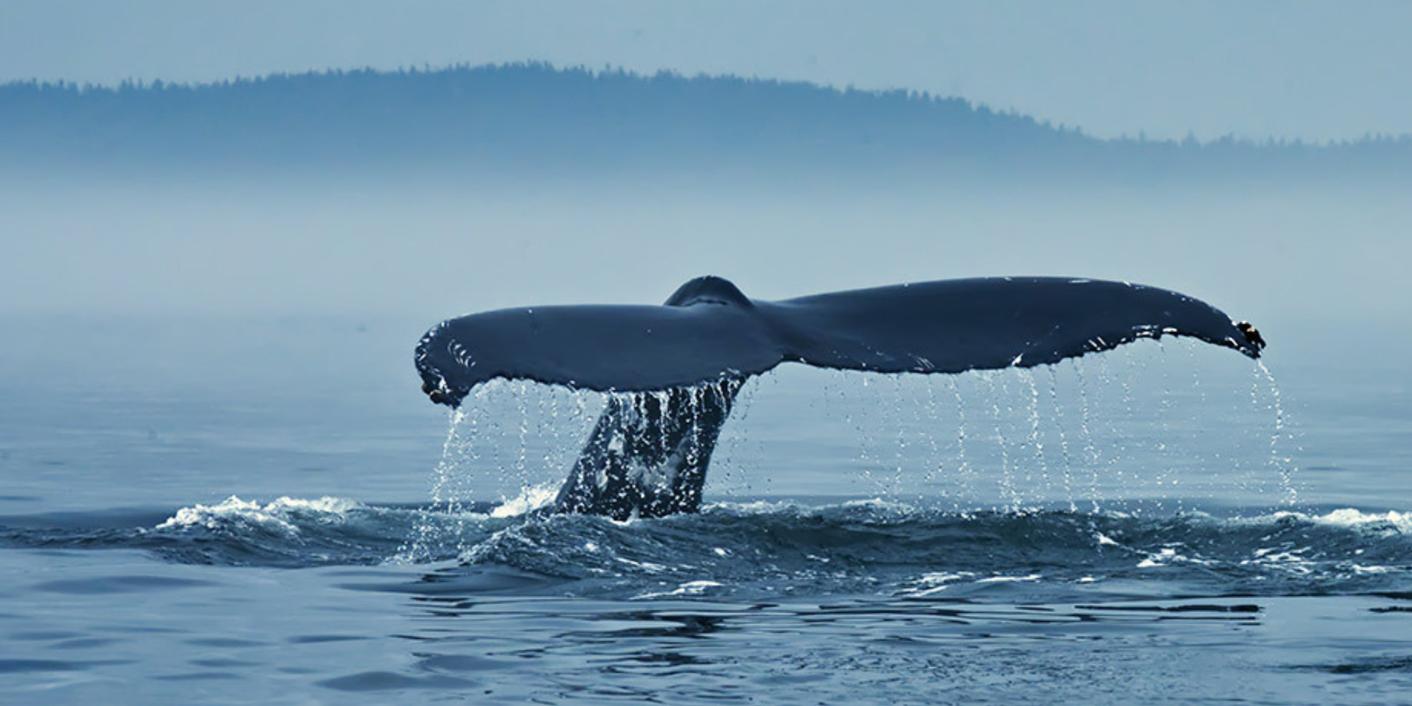 whale population increases