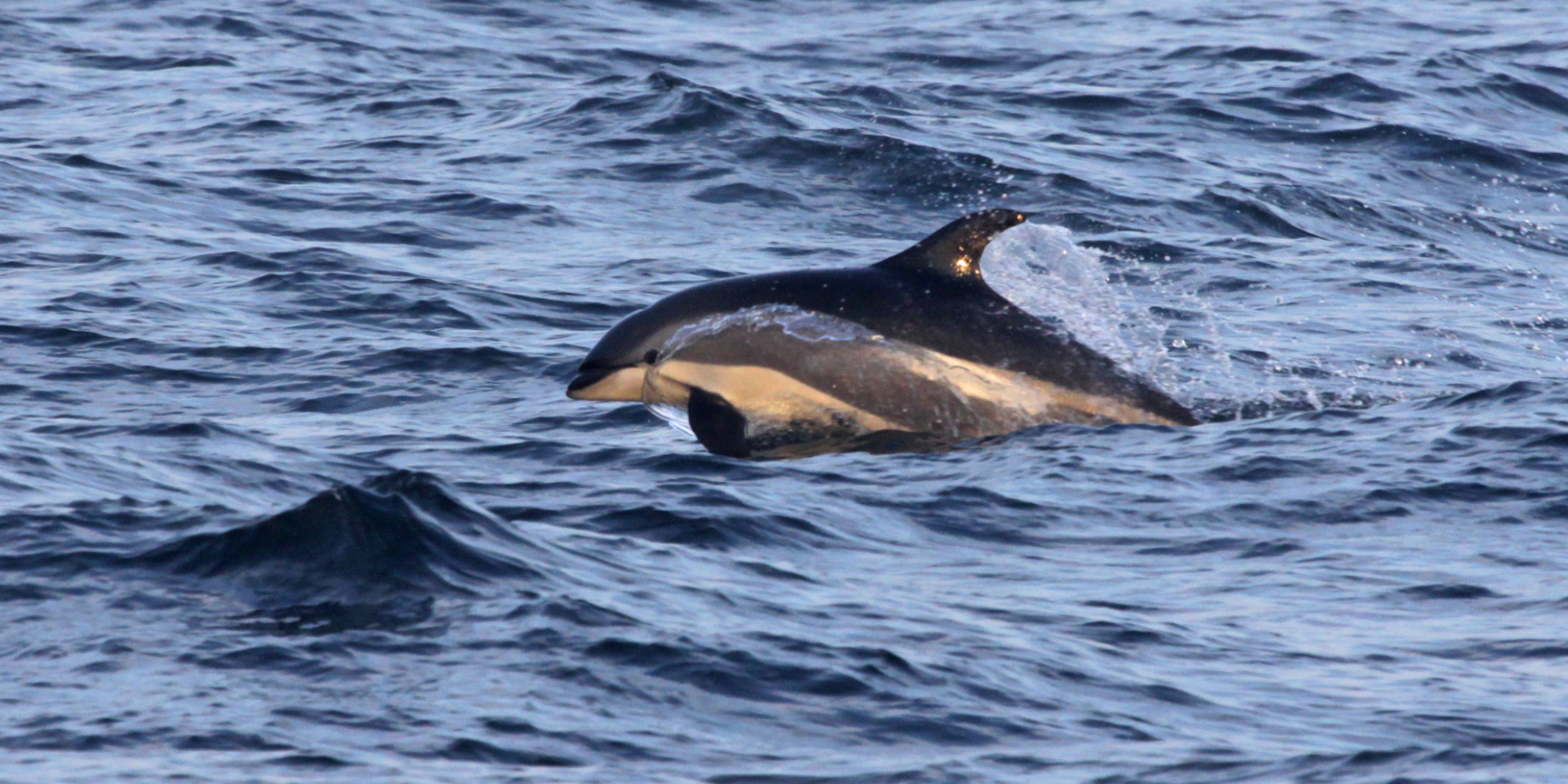 Atlantic white-sided dolphin