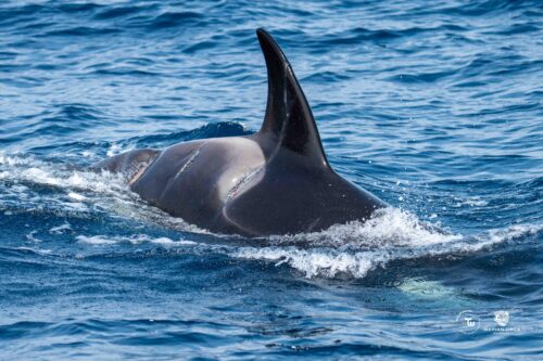 Association - WeWhale