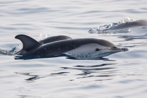 Gran Canaria Sunset Experience - WeWhale